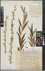 Foto von Salix alba subsp. vitellina (L.) Arcang. x Salix babylonica L.